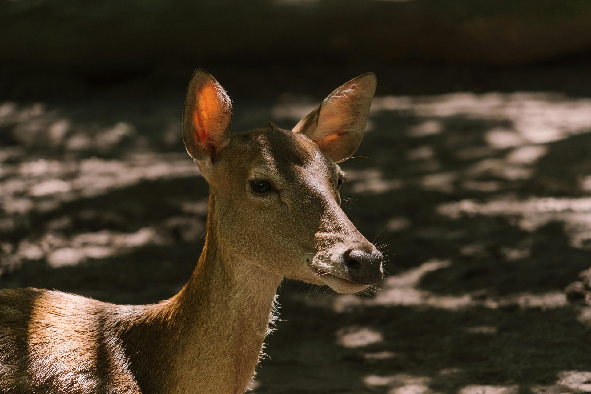 Decoding Cellular Aging: Insights from Rockefeller’s Mammalian Atlas