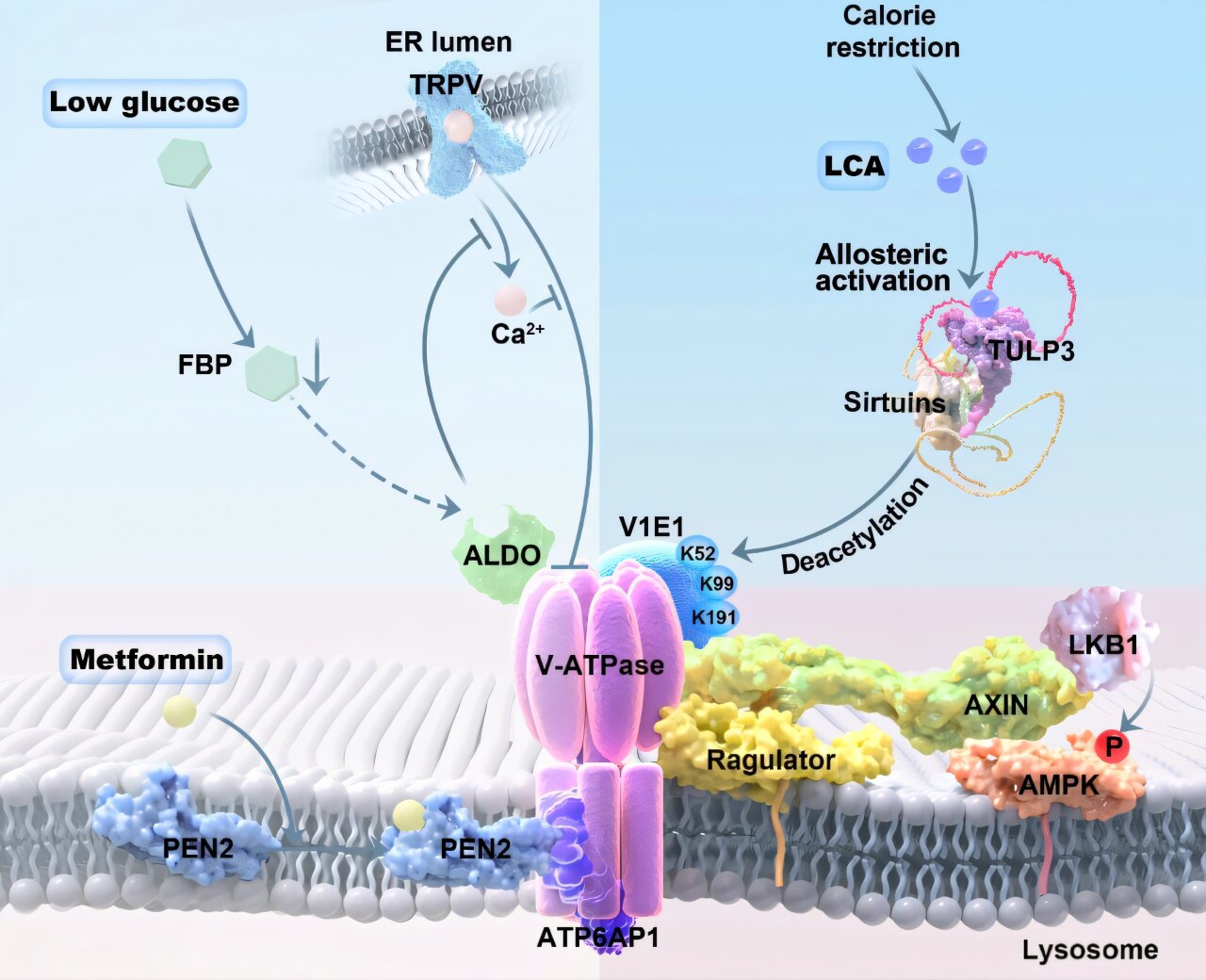 Lithocholic Acid Identified as Potential Molecule to Slow Aging in Animals on Restricted Diet