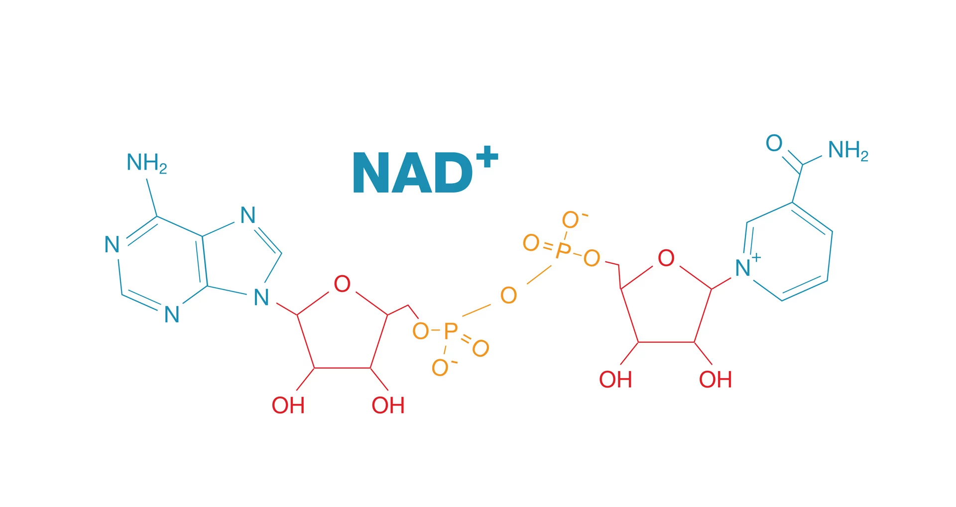 New NAD Discovery Links Mitochondria to Aging and Neurodegenerative Diseases