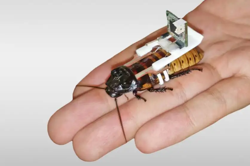 Singapore Engineers Revolutionize Cyborg Cockroach Production with Robotic Automation