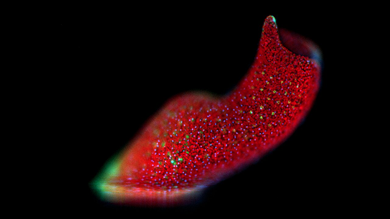 Unlocking Immortality: Exploring Regeneration Mechanisms in Marine Worms