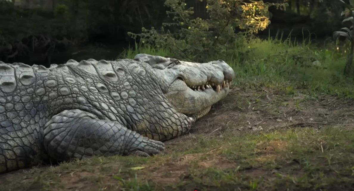 124-Year-Old Crocodile Redefines Aging Science