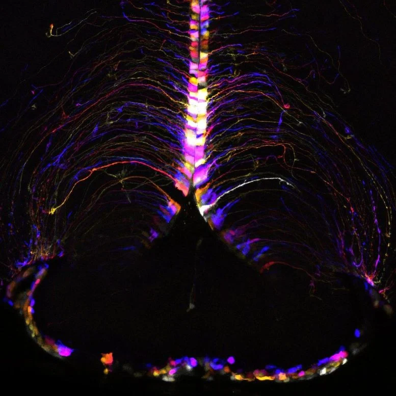 Hypothalamic Hotspot and Brain Aging How Diet and Inflammation Influence Longevity