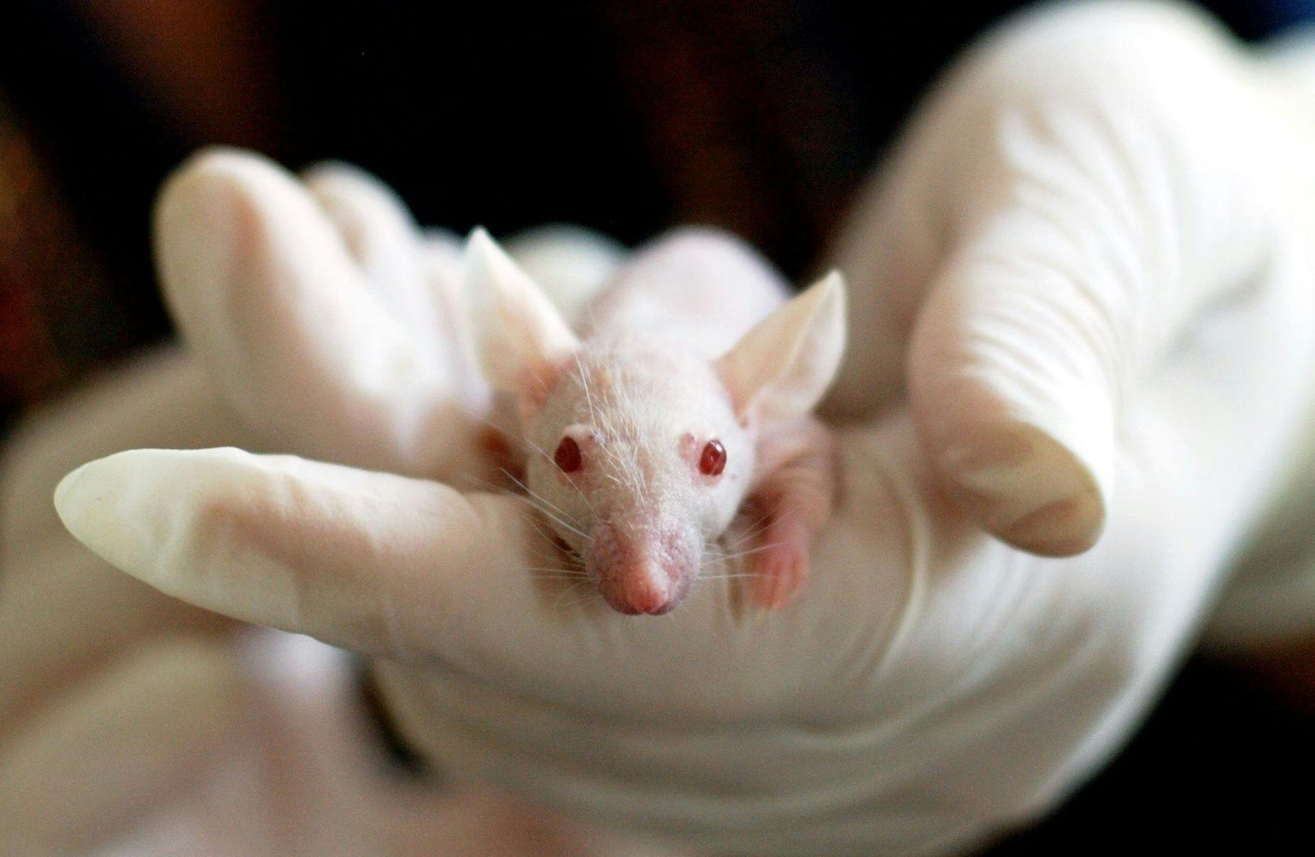 MicroRNA Treatment Reverses Aging in Mice, Extends Lifespan