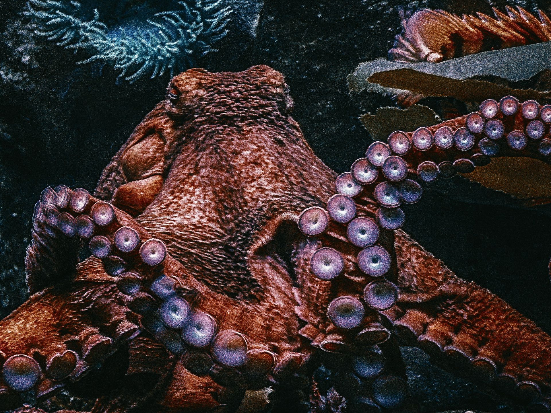 Octopuses Earth's Future Dominant Species