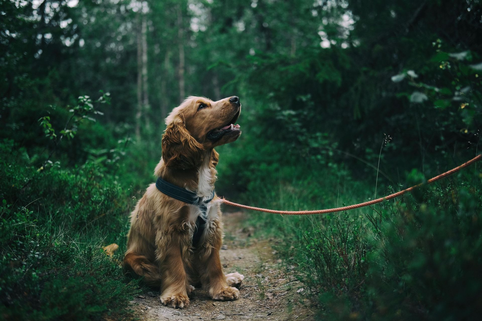 Exploring Rapamycin for Dog Aging: Can It Extend Lifespan?