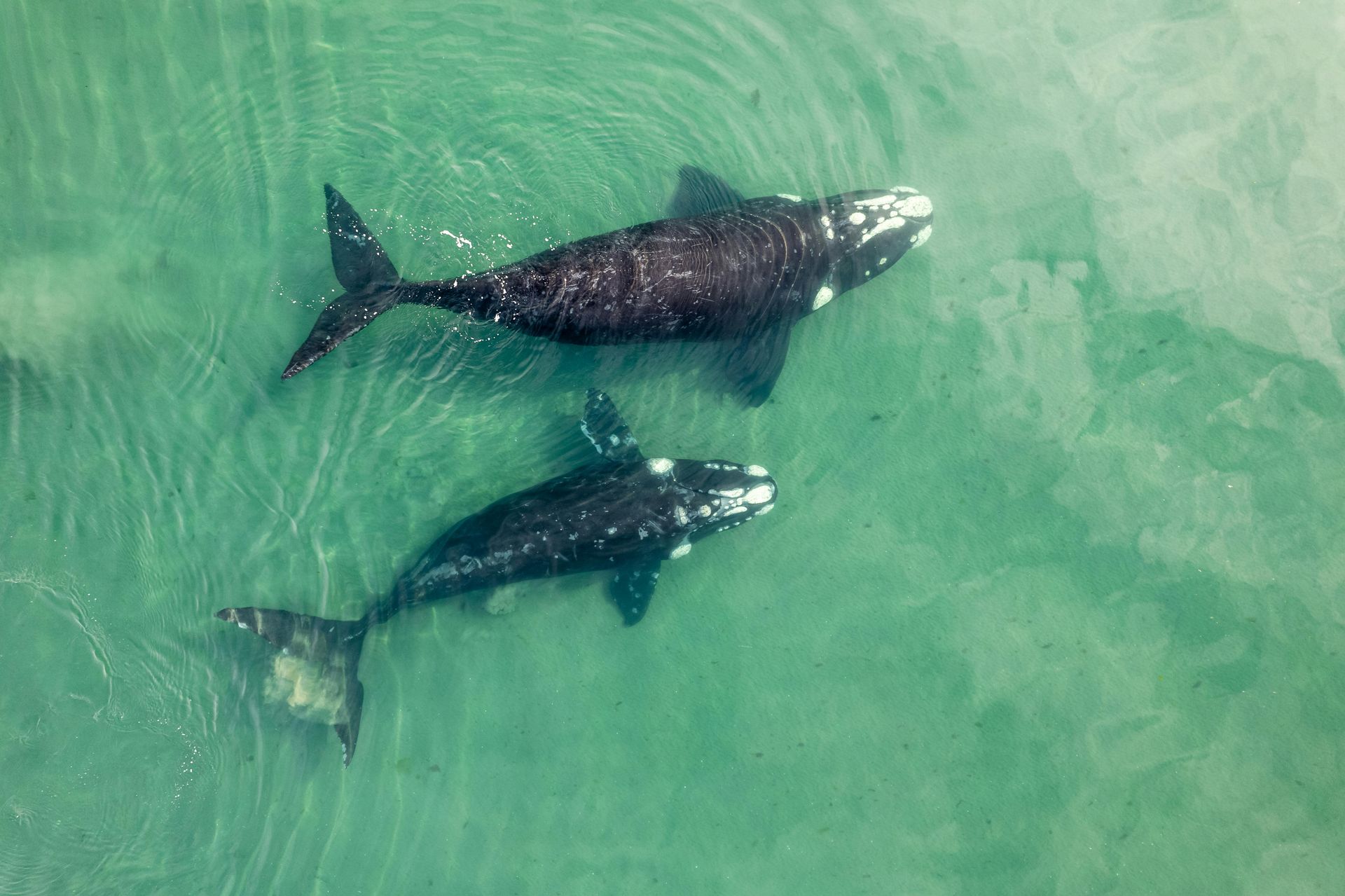 Right Whales’ Lifespans: Lessons in Longevity and Conservation