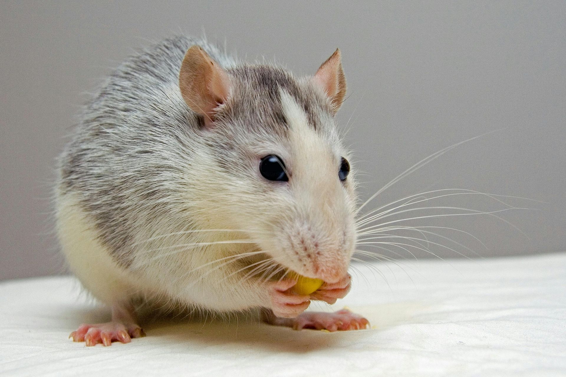 Scientists Create a Mouse from Two Fathers Using Genetic Modifications