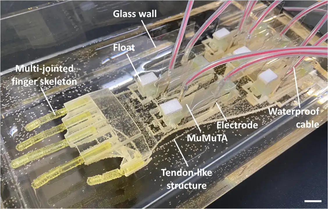 Japanese Scientists Grow Functional Muscle for Prosthetic Hand