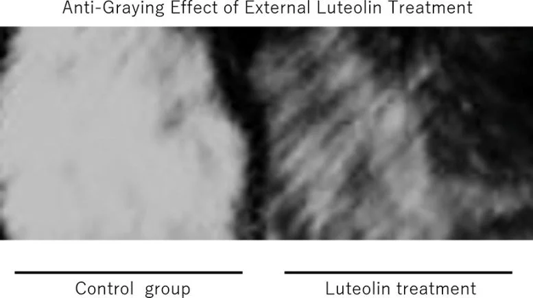 Luteolin for Gray Hair Scientists Uncover a Natural Anti-Aging Breakthrough