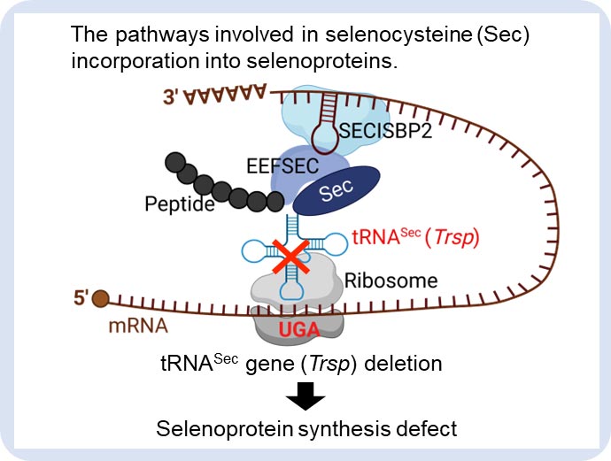 The Secret to Healthy Aging Scientists Reveal the Power of Selenoproteins